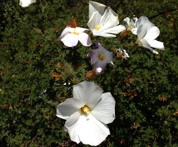 Image of Alyogyne huegelii 'White Swan'