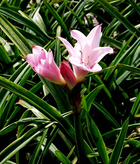 Image of Amarcrinum memoria-corsii