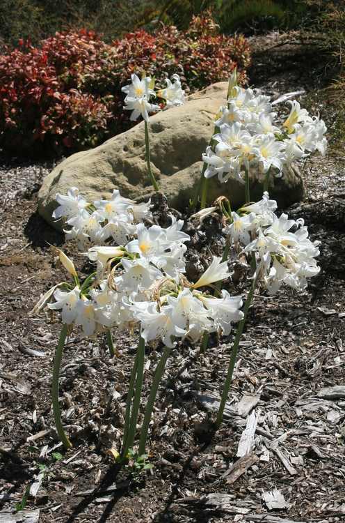 Image of Amaryllis belladonna 'Alba'