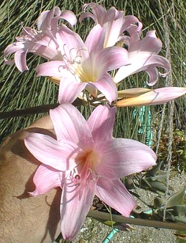 2nd Image of Amaryllis belladonna at San Marcos Growers