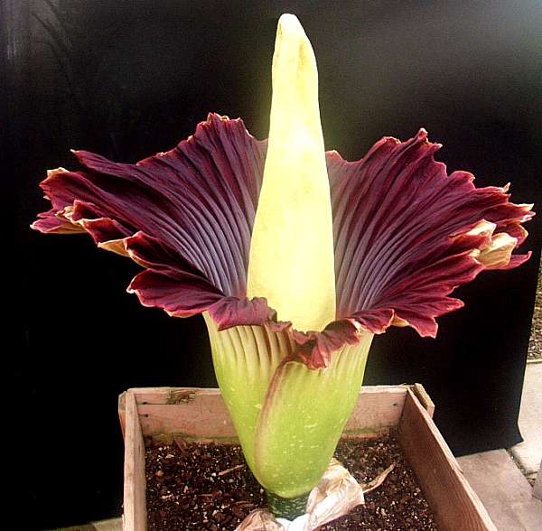 Image of Amorphophallus titanum