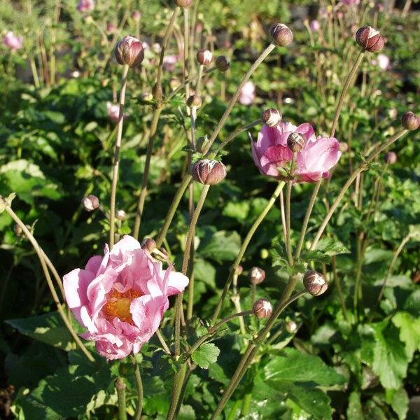 Image of Anemone x hybrida 'Alice'