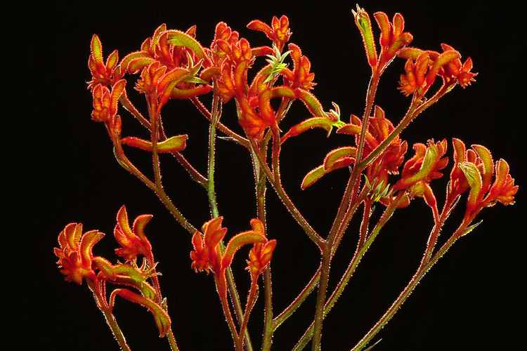 Image of Anigozanthos 'Amber Velvet'