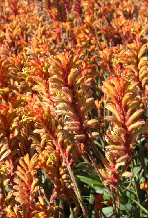 Image of Anigozanthos 'Bush Tango'