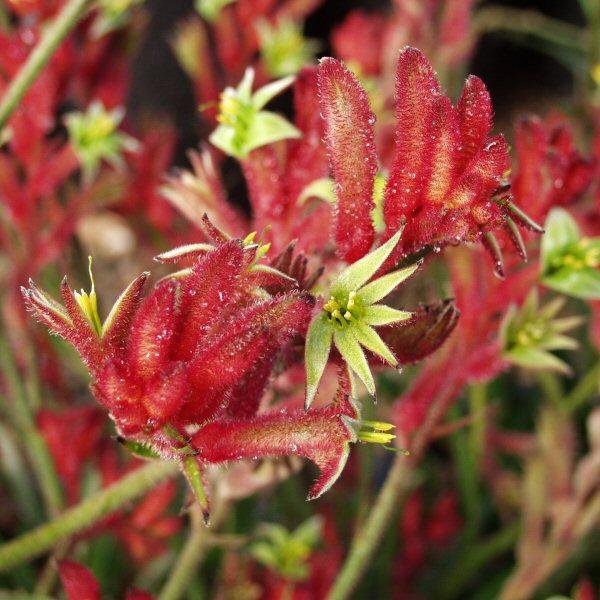 Image of Anigozanthos 'Bush Devil'