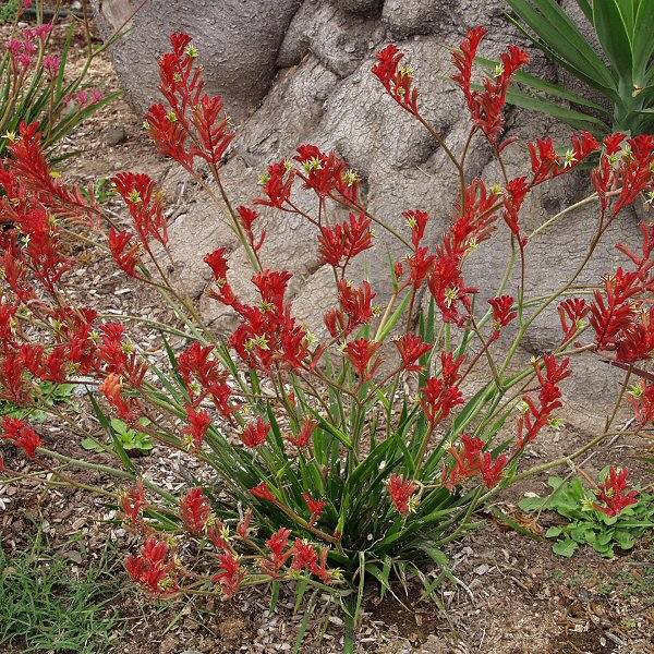 Image of Anigozanthos 'Bush Ranger'