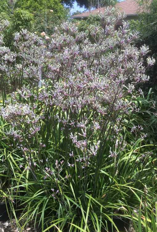 Image of Anigozanthos 'Landscape Lilac'