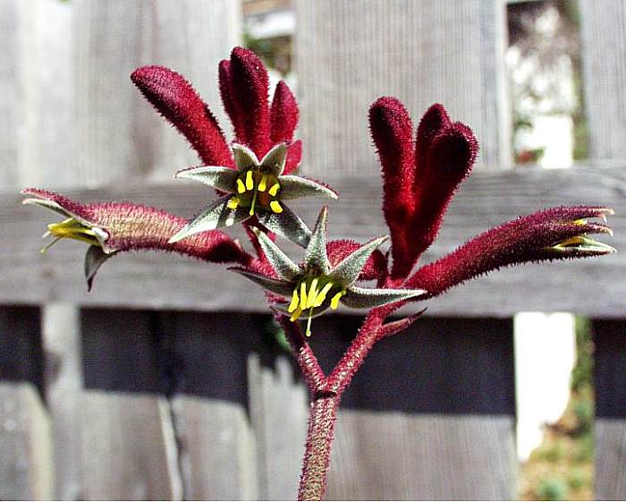 Image of Anigozanthos 'Red Cross'