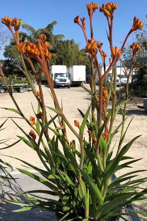 Image of Anigozanthos 'Golden Tango'