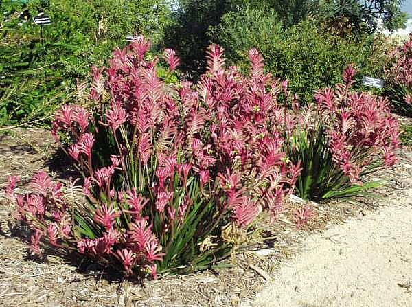 Image of Anigozanthos 'Bush Pearl'