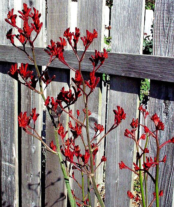 Image of Anigozanthos 'Bush Sunset'