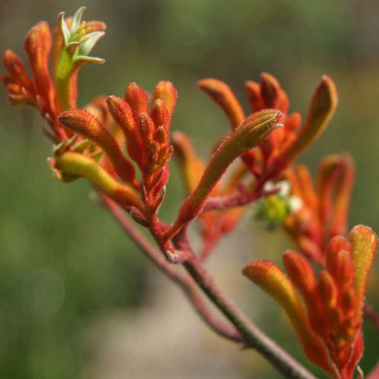 Image of Anigozanthos 'Orange Cross'