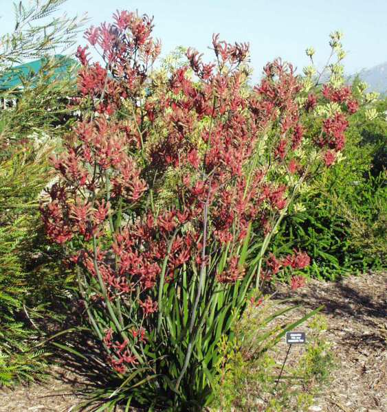 Image of Anigozanthos 'Pink Joey'