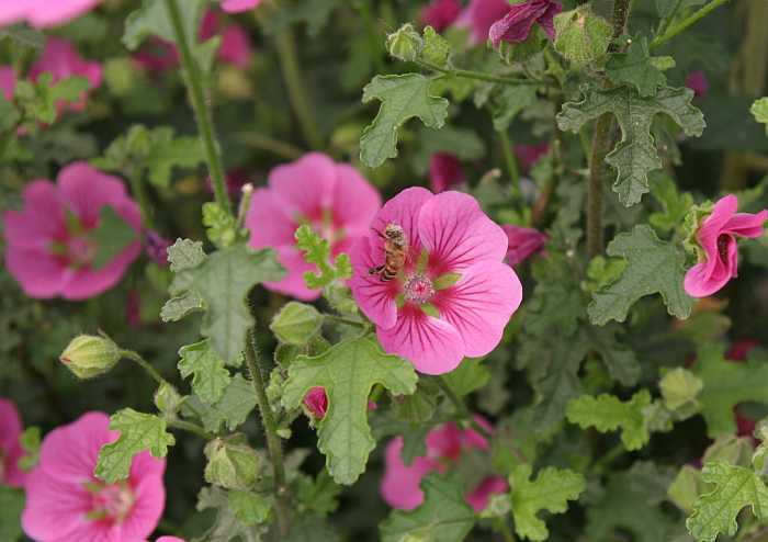 2nd Image of Anisodontea 'Elegant Lady' PP16,301 at San Marcos Growers