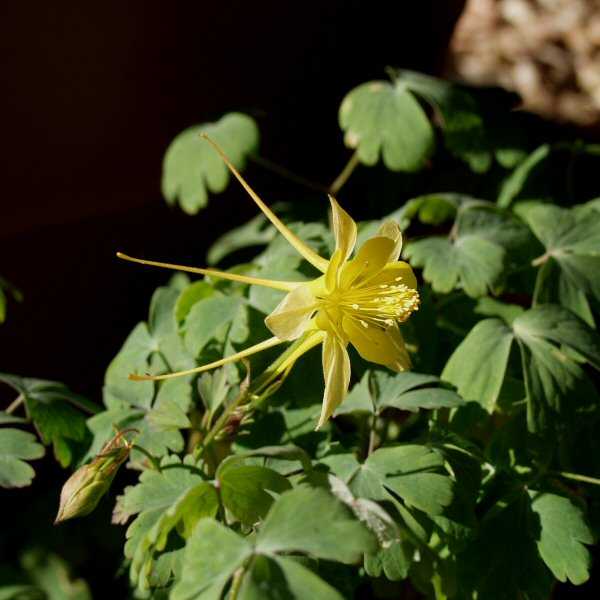 Image of Aquilegia chrysantha