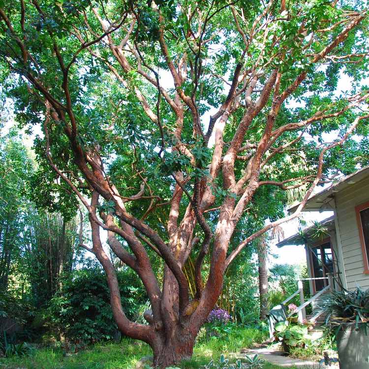 Image of Arbutus 'Marina'