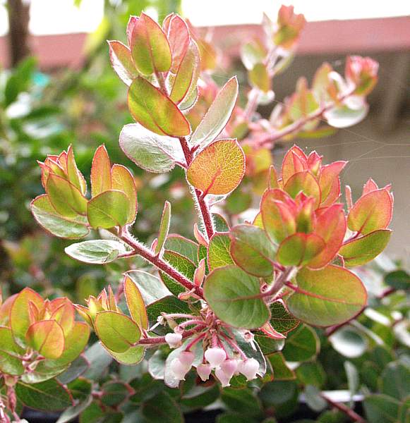 Image of Arctostaphylos 'John Dourley'