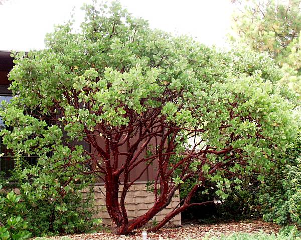 Image of Arctostaphylos manzanita 'Dr. Hurd'