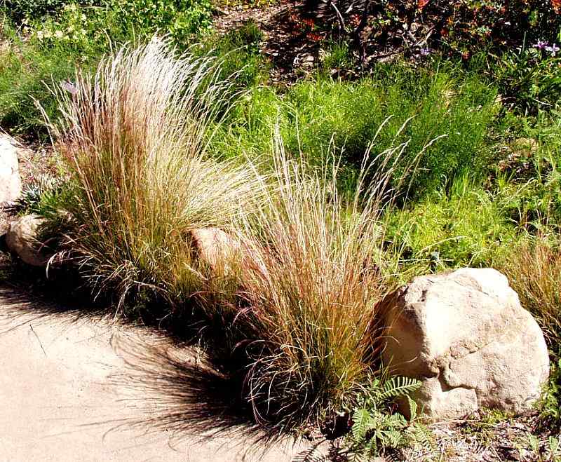 Image of Aristida purpurea 'Chino Hills'