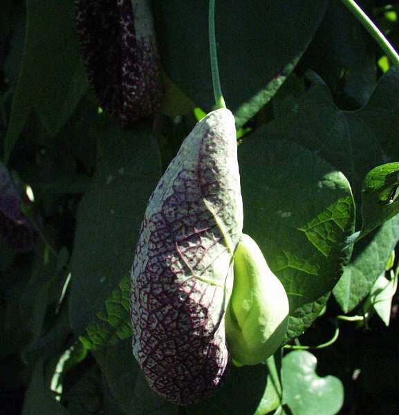 Image of Aristolochia gigantea