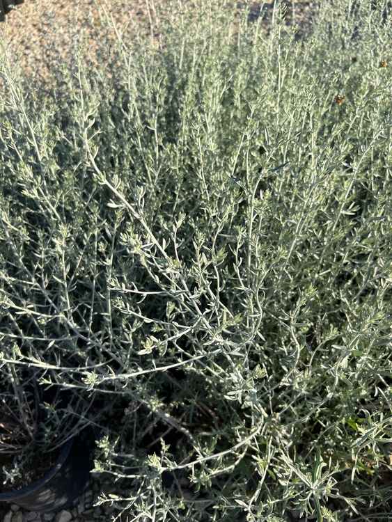 Image of Artemisia ludoviciana ssp. albula