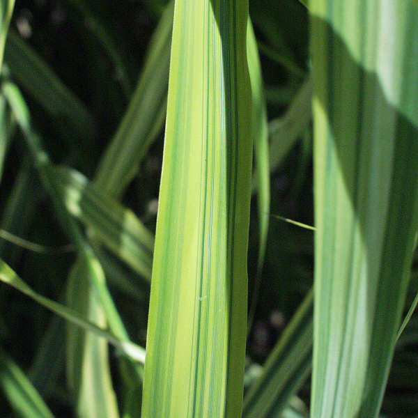 Image of Arundo formosana 'Oriental Gold' PP15,489