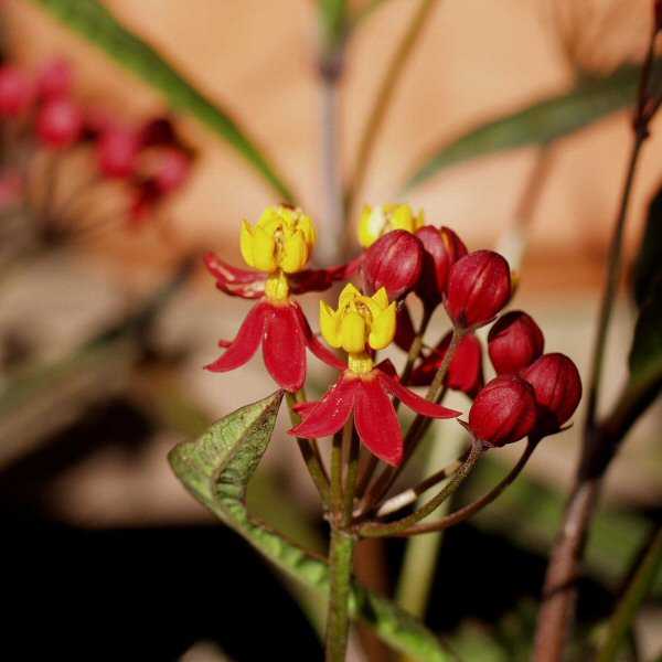 2nd Image of Asclepias curassavica 'Silky Deep Red' at San Marcos Growers