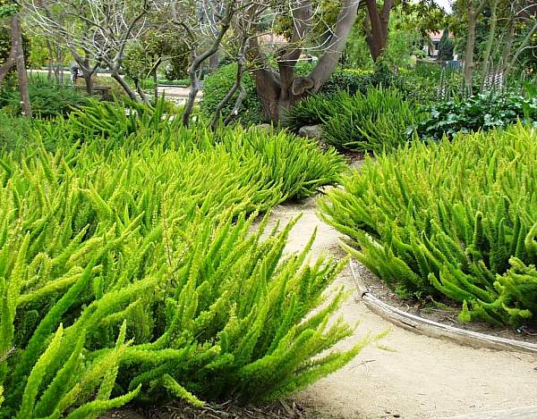 Image of Asparagus densiflorus 'Myers'