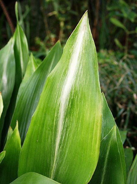 Image of Aspidistra elatior 'Asahi'