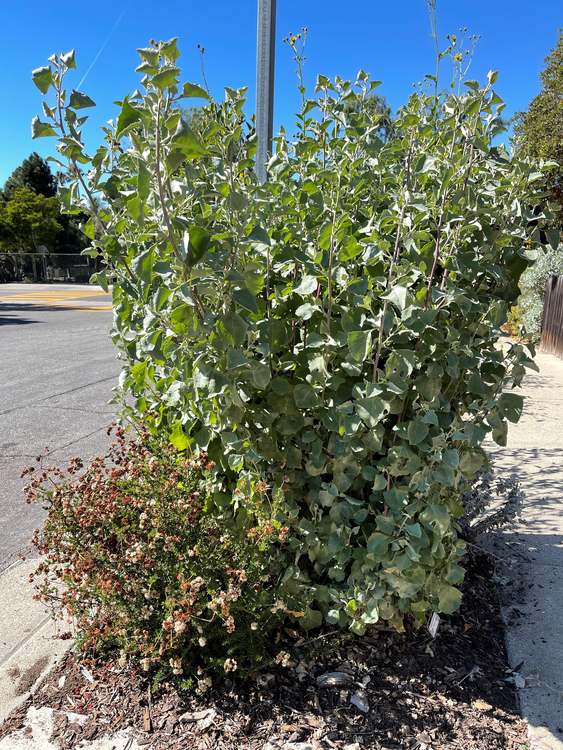 Image of Atriplex lentiformis 'Naomi'