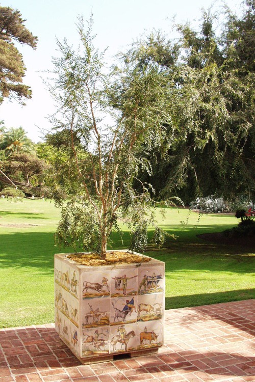 Image of Azara microphylla