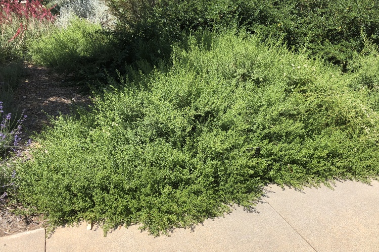 Image of Baccharis pilularis 'Pigeon Point'