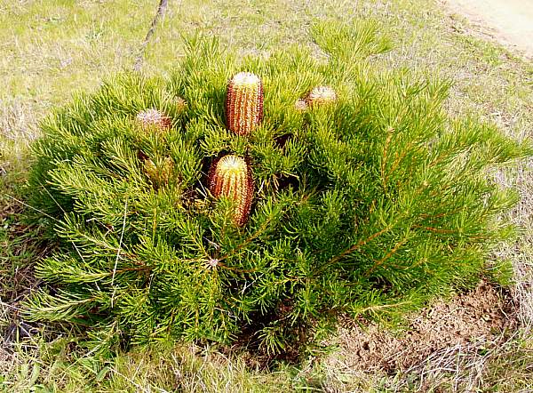 Image of Banksia spinulosa 'Schnapper Point'