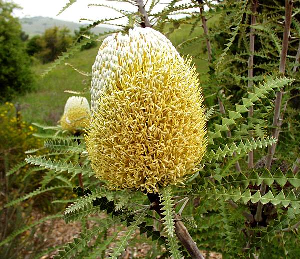 Image of Banksia speciosa