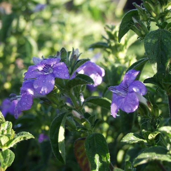 Image of Barleria obtusa