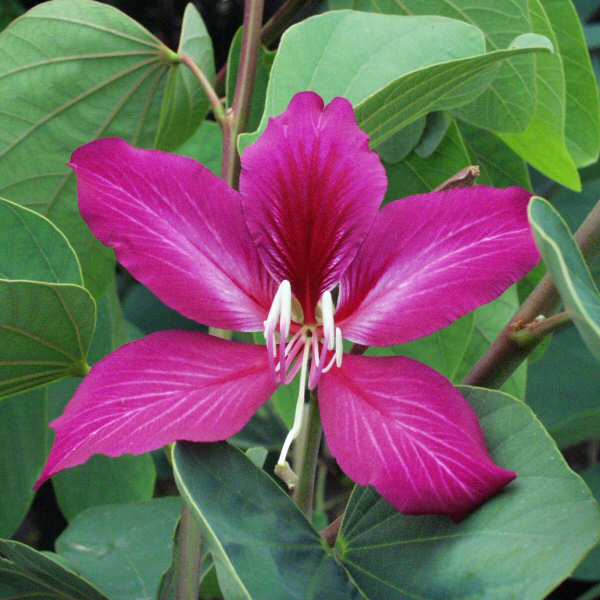 Image of Bauhinia x blakeana