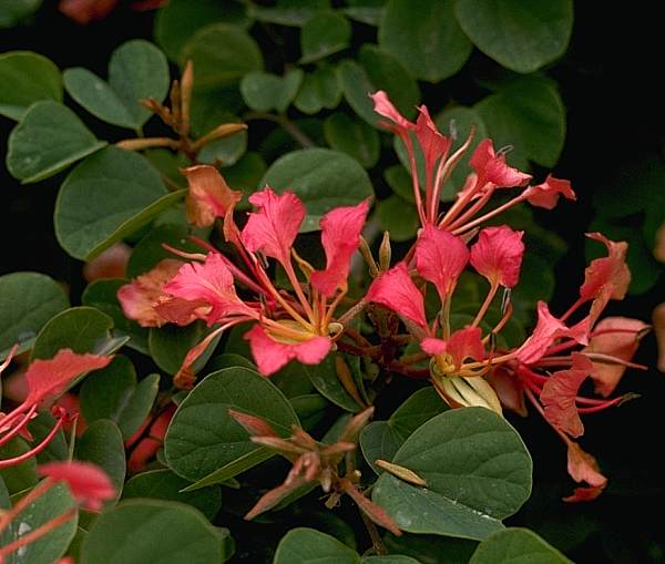 Image of Bauhinia galpinii