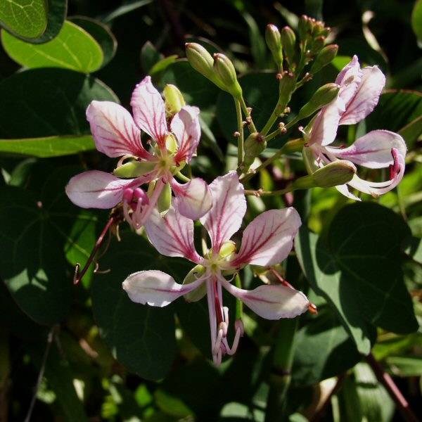 Image of Bauhinia yunnanensis