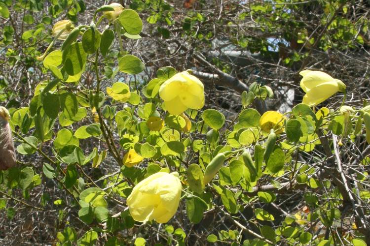 Image of Bauhinia tomentosa