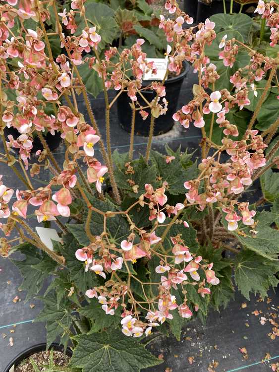 Image of Begonia 'Cachuma'