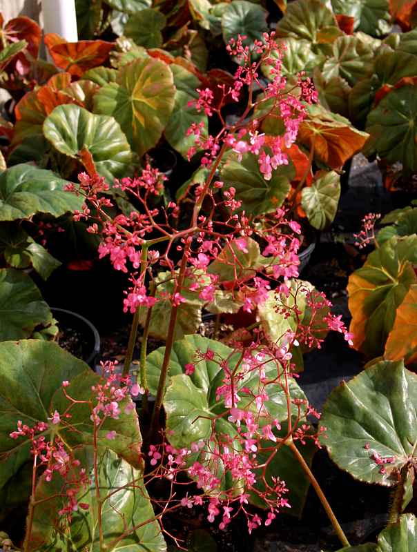 Image of Begonia 'Freddie'