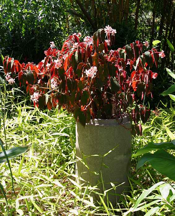 Image of Begonia 'Ramirez'