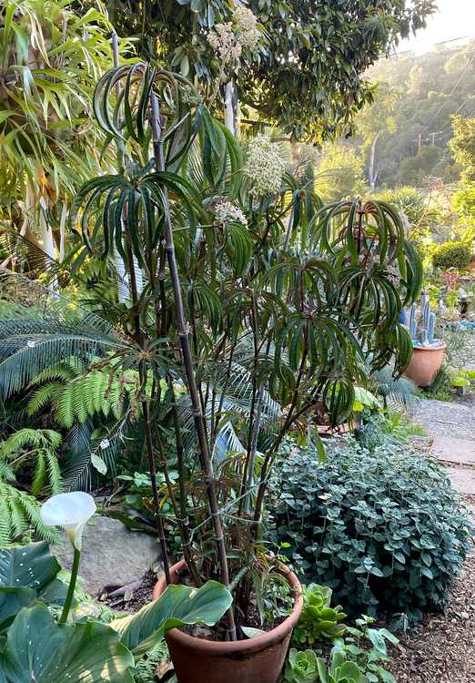 Image of Begonia luxurians