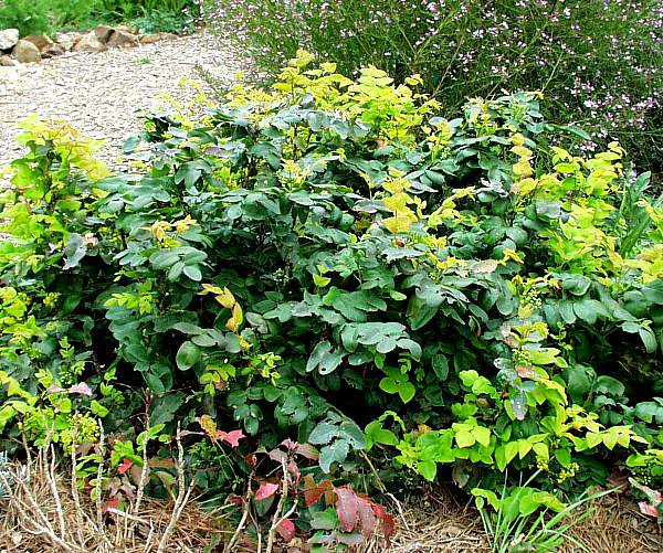 Image of Berberis aquifolium var. repens