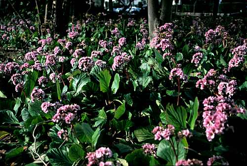 Image of Bergenia crassifolia