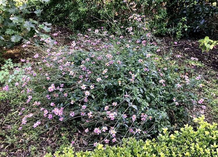 Image of Bidens 'Madame Ganna Walska'