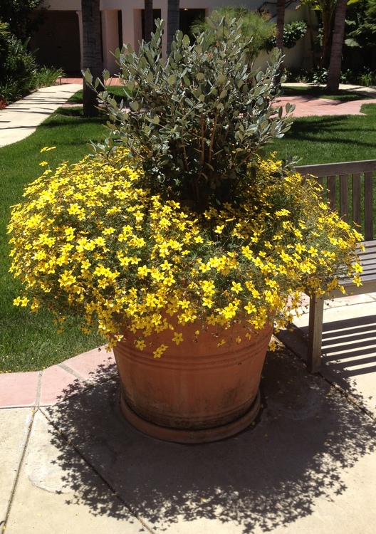 Image of Bidens ferulifolia 'Goldmarie'