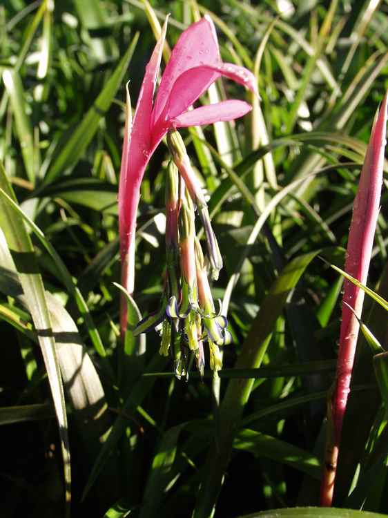 Image of Billbergia nutans