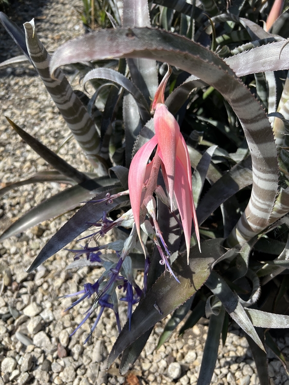 Image of Billbergia pallidiflora