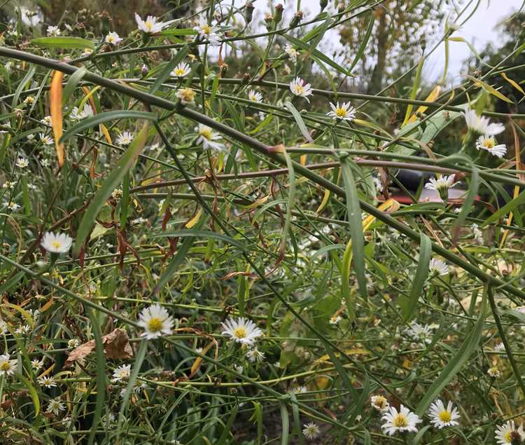 Image of Boltonia asteroides